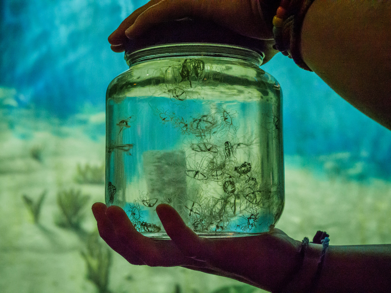 A jar full of clinging jellyfis