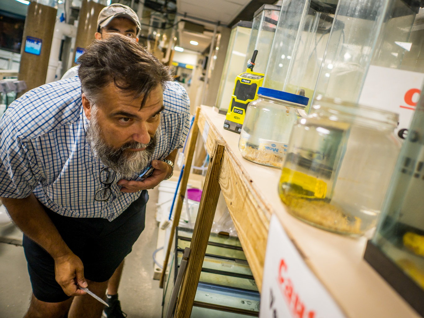 Paul Bologna studies sea nettles and clinging jellyfish.