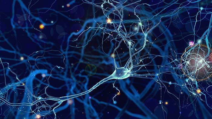 Brain neurons