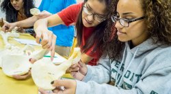 Photo of two students looking at a skull