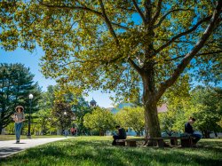 Photo of campus with a large tree and a student walking down the sidewalk