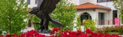 Red Hawk with red flowers below