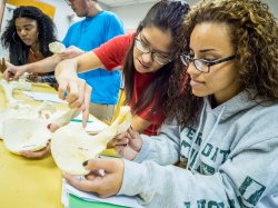 Image of four students examing bone replicas in an anthropology lab.