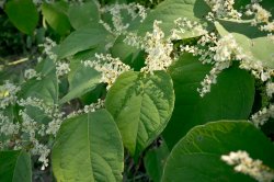 Plants with small white flowers found during CSAM field work.