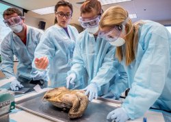 water lab examining turtle
