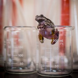 frog escaping beaker