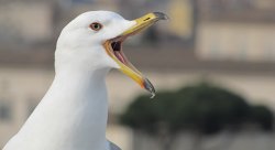 Feature image for Evidence for a single loss of mineralized teeth in the common avian ancestor