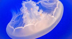 Feature image for What you can do to reduce the global jellyfish explosion