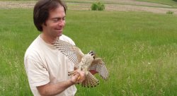 Dr. John Smallwood with an American Kestrel