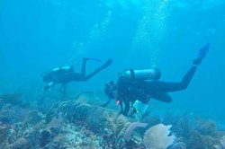 Scientists surveying the coral reef community in the middle Florida Keys