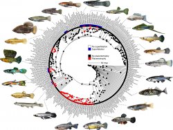 Reconstruction of fish ancestries based on DNA, with and without placentas