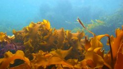 sugar kelp
