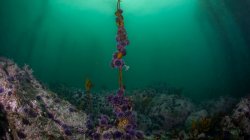 Purple urchins consume the remainder of a small giant kelp.