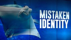 cownose ray, mistaken identity story on CBS