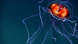 jellyfish