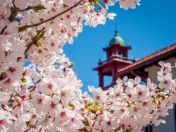 Cherry blossoms on campus
