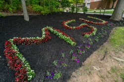 msu in flowers