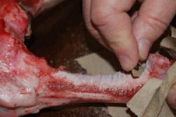 Dissecting an animal