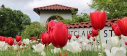 Photo of Montclair State entrance with red tulips