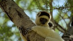 lemurs in tree in Madagascar. Image still from BBC Earth "Our Planet Earth" series