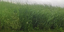 tall grass