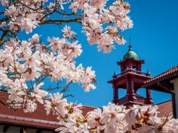 Photo of Campus in Spring