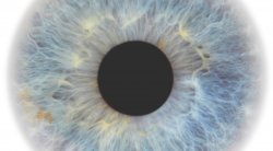 closeup of an eyeball