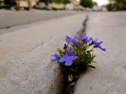 purple flower in the cracks