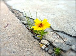 flower in the cracks