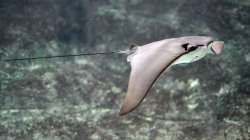 cownose ray