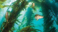 kelp bass in kelp forest