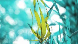 seaweed under the sea