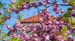 Photo of Campus in Spring