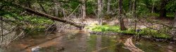 fallen tree in stream