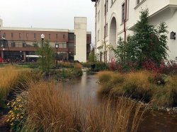 CELS rain garden after storm