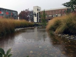 CELS rain garden after storm