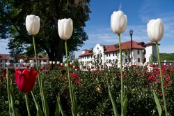 A view of Chapin Hall, looking through tulips planted near College Hall