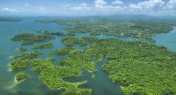 Aerial shot of rainforest.
