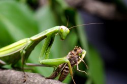 Grasshopper holding an insect