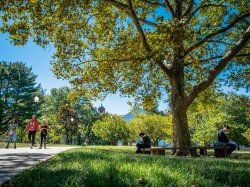 Campus photo with green grass and trees and belltower in background.