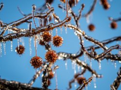 Icicles on a tree branch