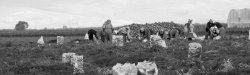 Workers working on farm
