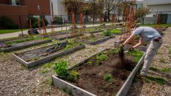 Community garden at Montclair State
