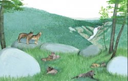 Illustrated page from The Wolves of Yellowstone: A Rewilding Story by Catherine Barr, illustrated by Jenni Desmond