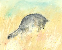 Illustrated page from The Wolves of Yellowstone: A Rewilding Story by Catherine Barr, illustrated by Jenni Desmond