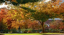 photo of campus fall folliage