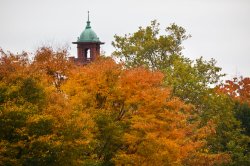 fall leaves