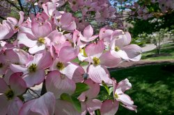cherry blossom