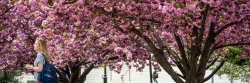 Photo of Student walking on Campus in Spring