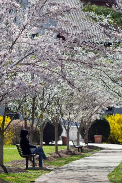 Photo of benches on campus in spring.